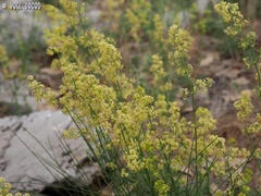 Galium libanoticum