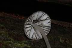Mycena subgalericulata
