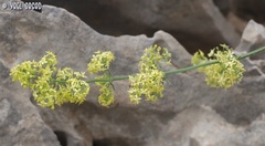 Galium libanoticum