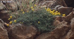 Genista libanotica
