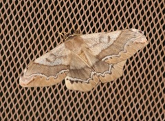 Arsenura polyodonta