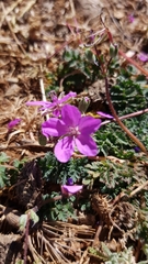 Erodium acaule