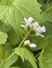 Anthocharis cardamines