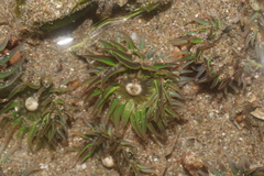 Anthopleura mariscali