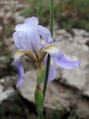 Iris mesopotamica