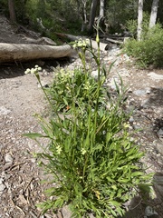 Angelica kingii