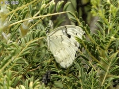 Melanargia titea