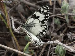 Melanargia titea