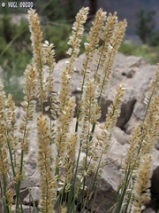 Melica persica