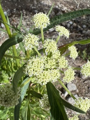 Angelica kingii