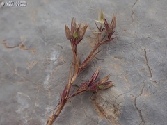 Minuartia meyeri