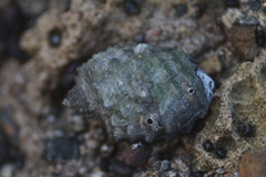 Stramonita biserialis