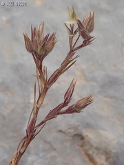 Minuartia meyeri