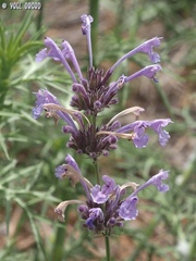 Nepeta cilicia