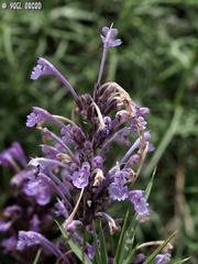 Nepeta cilicia
