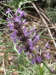 Nepeta cilicia