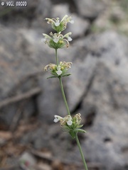 Nepeta italica