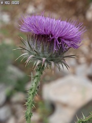 Onopordum floccosum