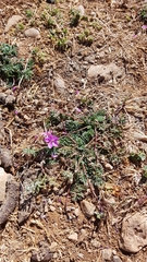 Erodium acaule