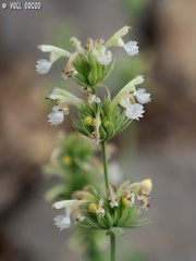 Nepeta italica