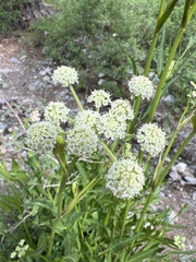 Angelica kingii