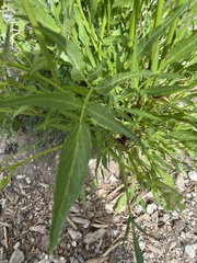 Angelica kingii