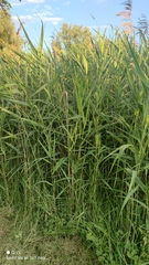 Phragmites australis