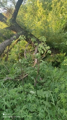 Angelica archangelica