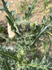 Cirsium parryi