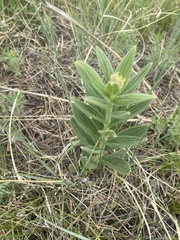 Lithospermum occidentale