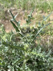 Cirsium parryi