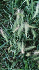 Hordeum murinum