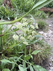 Angelica kingii