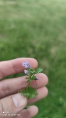 Glechoma hederacea
