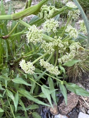 Angelica kingii