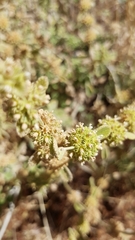 Marrubium