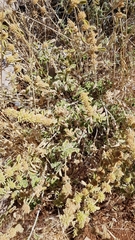 Marrubium