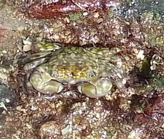 Pachygrapsus transversus