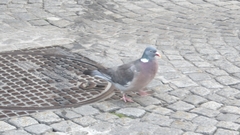 Columba palumbus