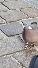 Columba palumbus