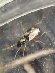 Bembidion quadrimaculatum