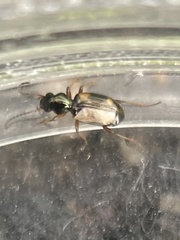 Bembidion quadrimaculatum