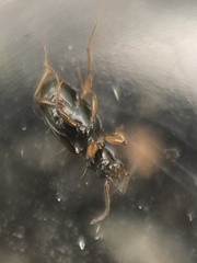 Bembidion quadrimaculatum