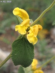 Phlomis chrysophylla
