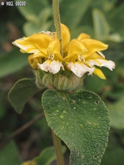 Phlomis chrysophylla