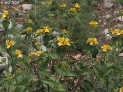 Phlomis chrysophylla
