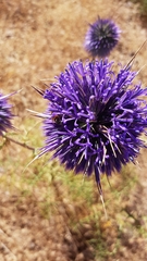 Echinops adenocaulos