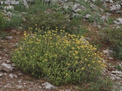 Phlomis chrysophylla