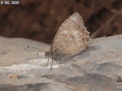 Pseudochazara pelopea