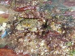 Pachygrapsus transversus